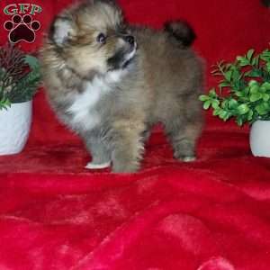 Pomeranian Puppies For Sale - Greenfield Puppies