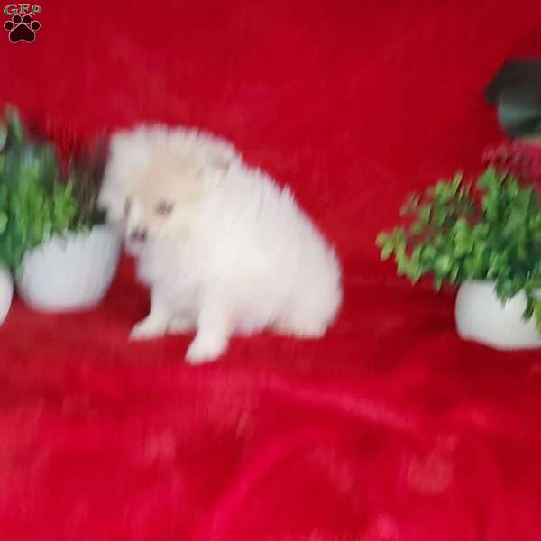 Snowball, Pomeranian Puppy