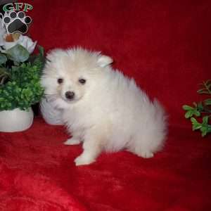 Snowball, Pomeranian Puppy