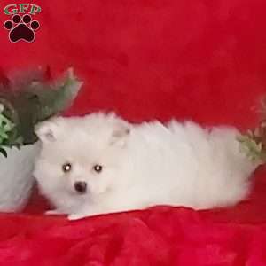 Snowball, Pomeranian Puppy