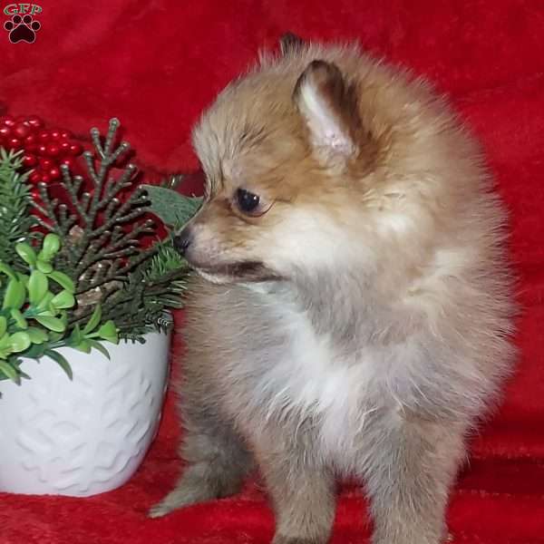 Thimblina, Pomeranian Puppy