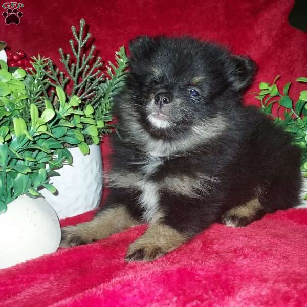 Precious, Pomeranian Puppy