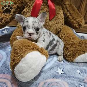 Zeus, French Bulldog Puppy