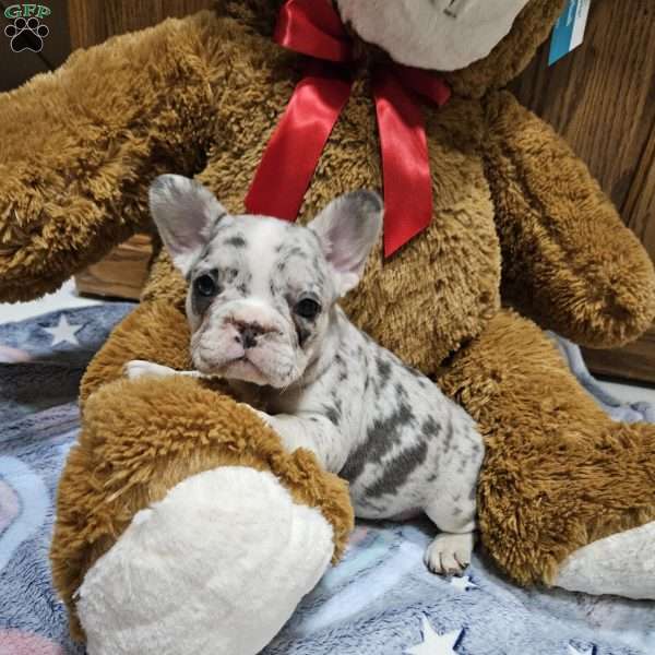 Zeus, French Bulldog Puppy