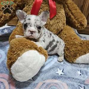 Zeus, French Bulldog Puppy