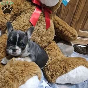 Davis, French Bulldog Puppy