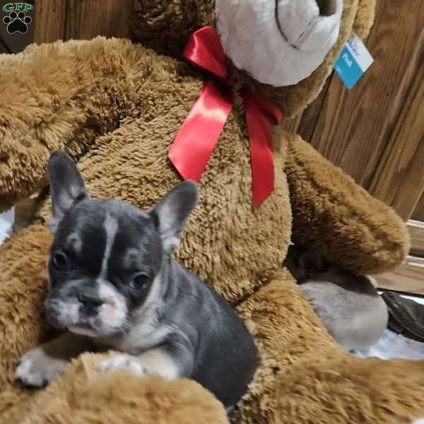 Davis, French Bulldog Puppy