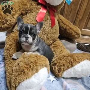 Davis, French Bulldog Puppy