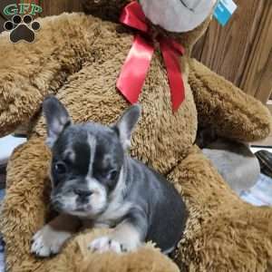 Davis, French Bulldog Puppy