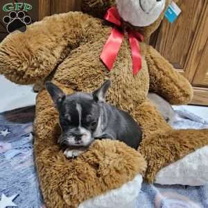 Davis, French Bulldog Puppy