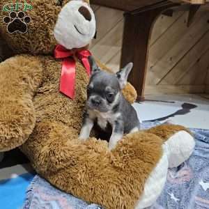 Zoro, French Bulldog Puppy