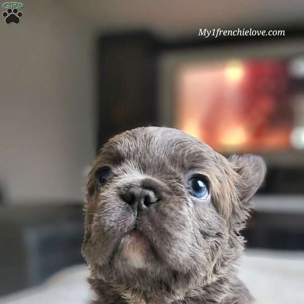 Chunky, French Bulldog Puppy