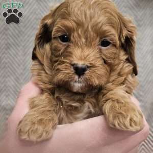 Art, Cavapoo Puppy