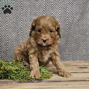 Art, Cavapoo Puppy