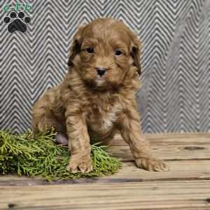 Alexis, Cavapoo Puppy