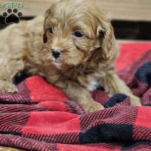 Art, Cavapoo Puppy