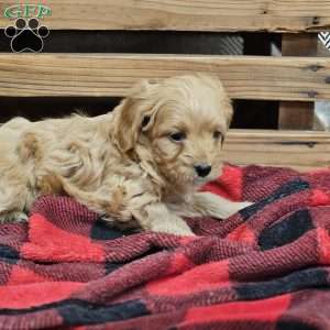 Ann, Cavapoo Puppy