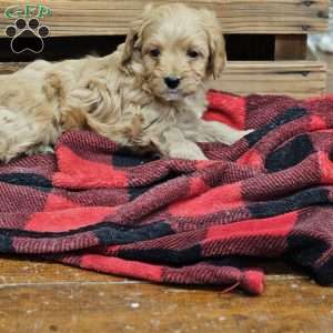 Ann, Cavapoo Puppy