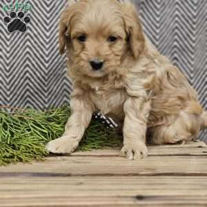 Ann, Cavapoo Puppy