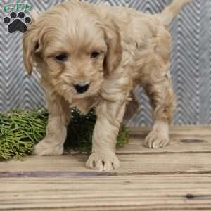 Ann, Cavapoo Puppy