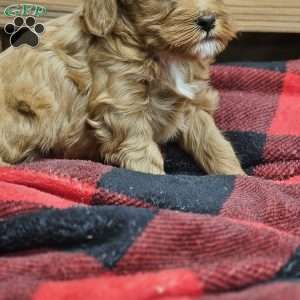 Adam, Cavapoo Puppy