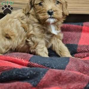 Adam, Cavapoo Puppy