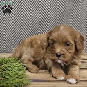 Adam, Cavapoo Puppy