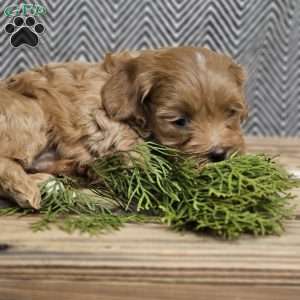 Adam, Cavapoo Puppy