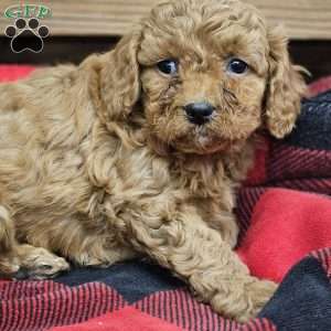 Addy, Cavapoo Puppy