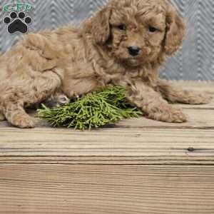 Addy, Cavapoo Puppy