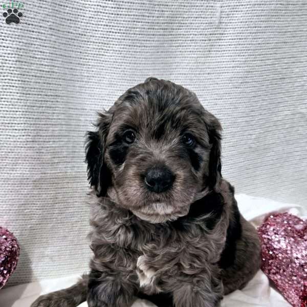 Forest, Mini Goldendoodle Puppy