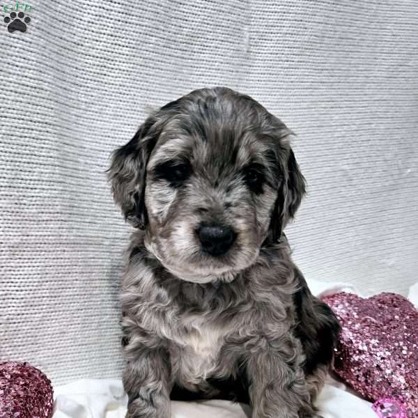 Felix, Mini Goldendoodle Puppy