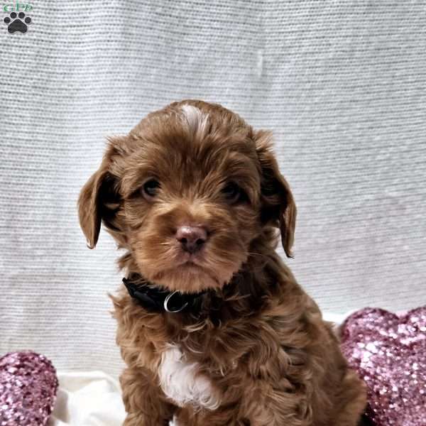 Gunner-Petite, Mini Goldendoodle Puppy