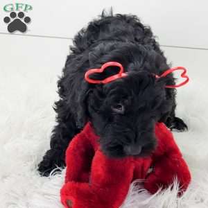 Ceasar, Portuguese Water Dog Puppy