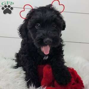 Ceasar, Portuguese Water Dog Puppy