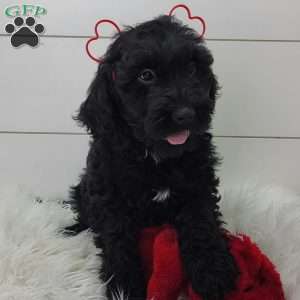 Ceasar, Portuguese Water Dog Puppy