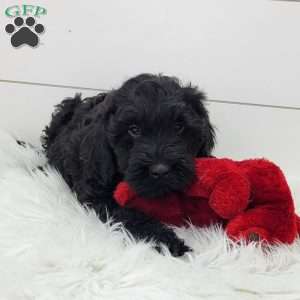 Ceasar, Portuguese Water Dog Puppy