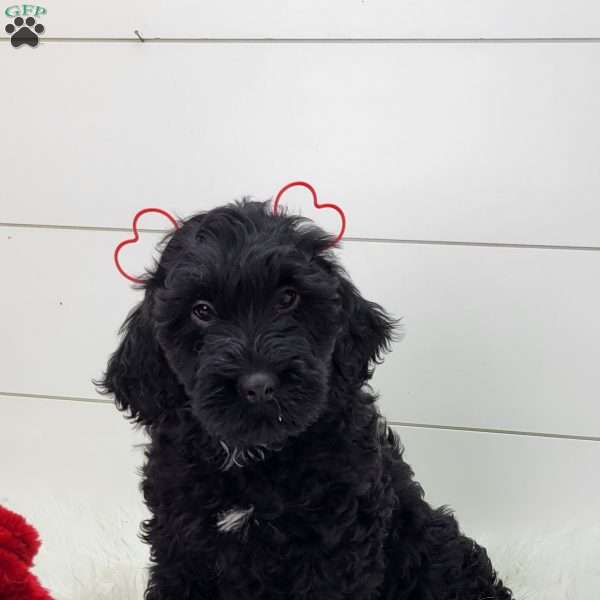 Ceasar, Portuguese Water Dog Puppy