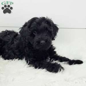 Ceasar, Portuguese Water Dog Puppy