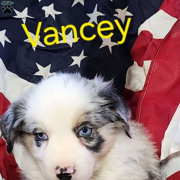 Vancey, Australian Shepherd Puppy