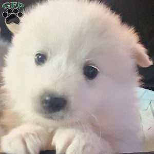 Max, American Eskimo Puppy