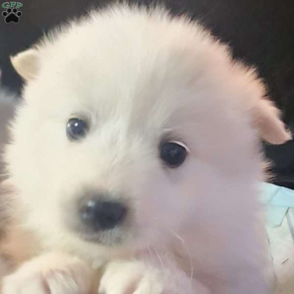 Max, American Eskimo Puppy