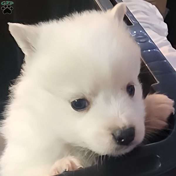 blue, American Eskimo Puppy