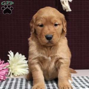 Scarlett, Golden Retriever Puppy