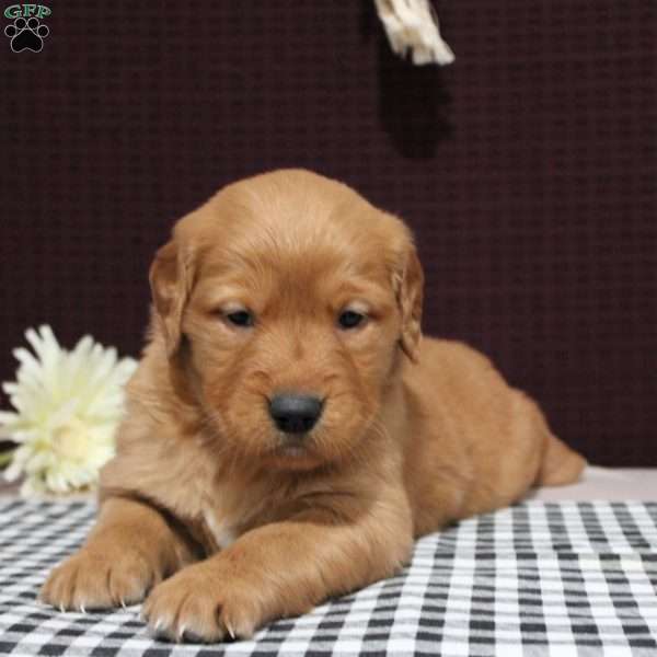 Scarlett, Golden Retriever Puppy