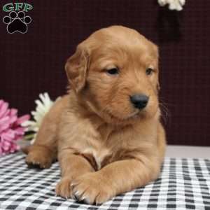 Scarlett, Golden Retriever Puppy