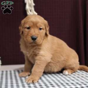 Scarlett, Golden Retriever Puppy