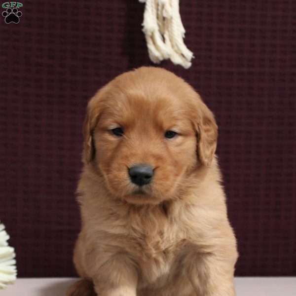 Jenny, Golden Retriever Puppy