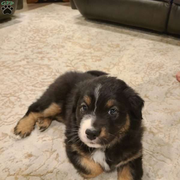 Nola, Australian Shepherd Puppy