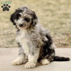 Toby, Mini Sheepadoodle Puppy